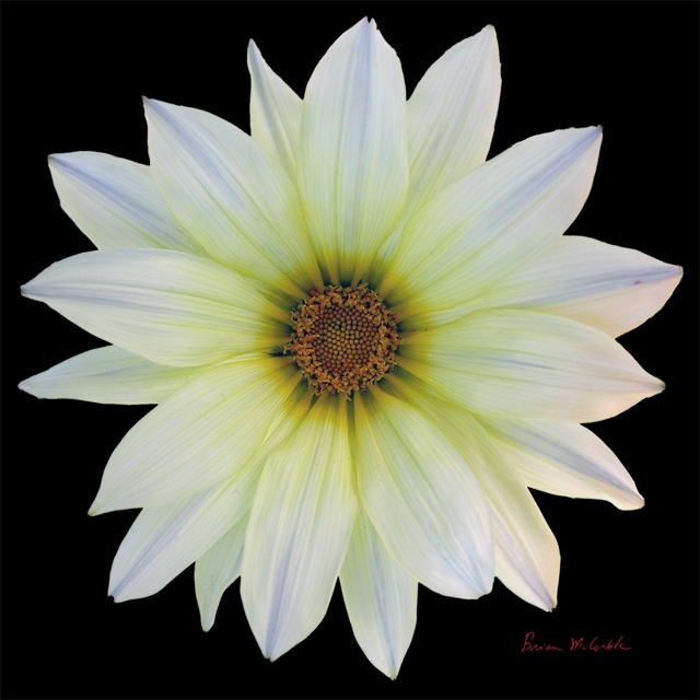 (image for) White Ganzia